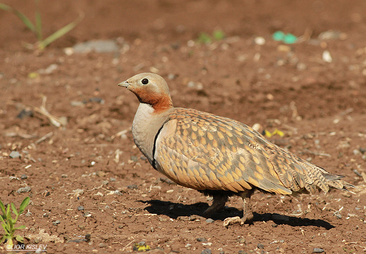 Black-bellied Sandgrouse Pterocles orientalis southern Golan heights 03-02-02  Lior Kislev